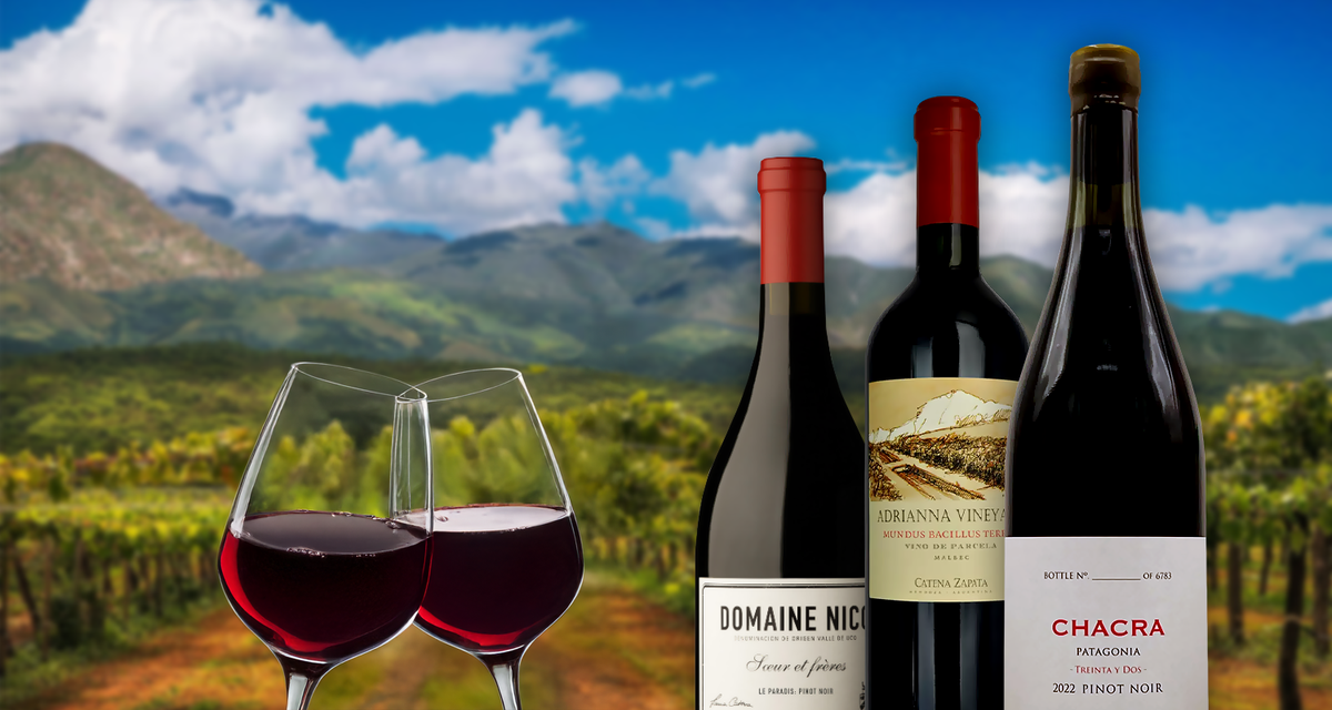 Ultimate Argentinian Red Wine Collection ft Malbecs & $350 Domaine Nico Pinot Noir